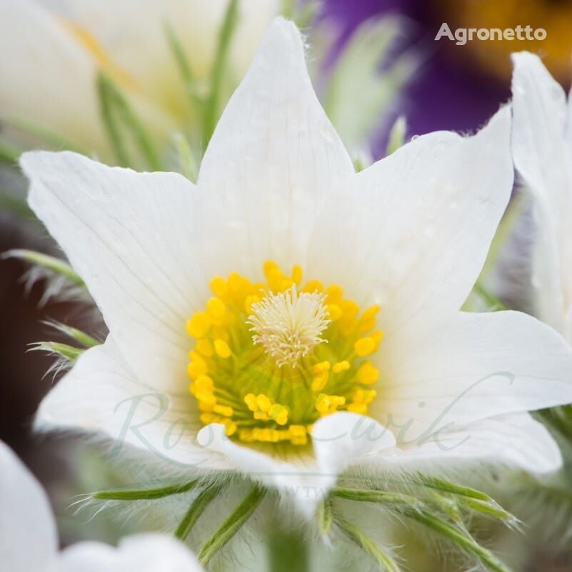 Паскейский цветок Pulsatilla vulgaris 'Pinwheel White'