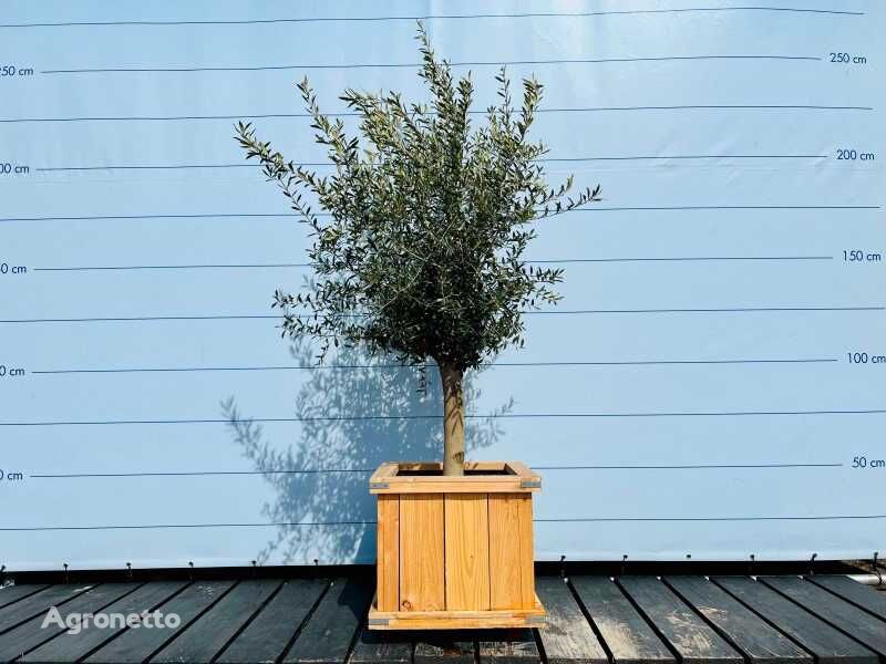 саженец плодового дерева olijfboom gladde stam. stamomvang 20 - 40 cm in hardhouten bak